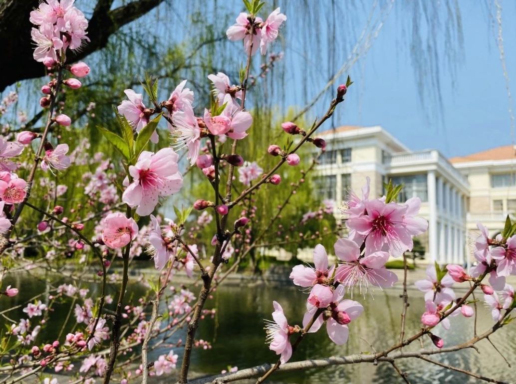 为歌而赞|走！带你去松江大学城看“校花”！