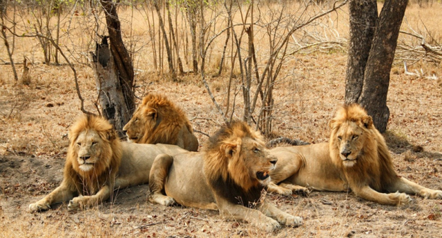 比人类压力还大的雄狮到底多悲惨？一生征战，打不动时死期就到了