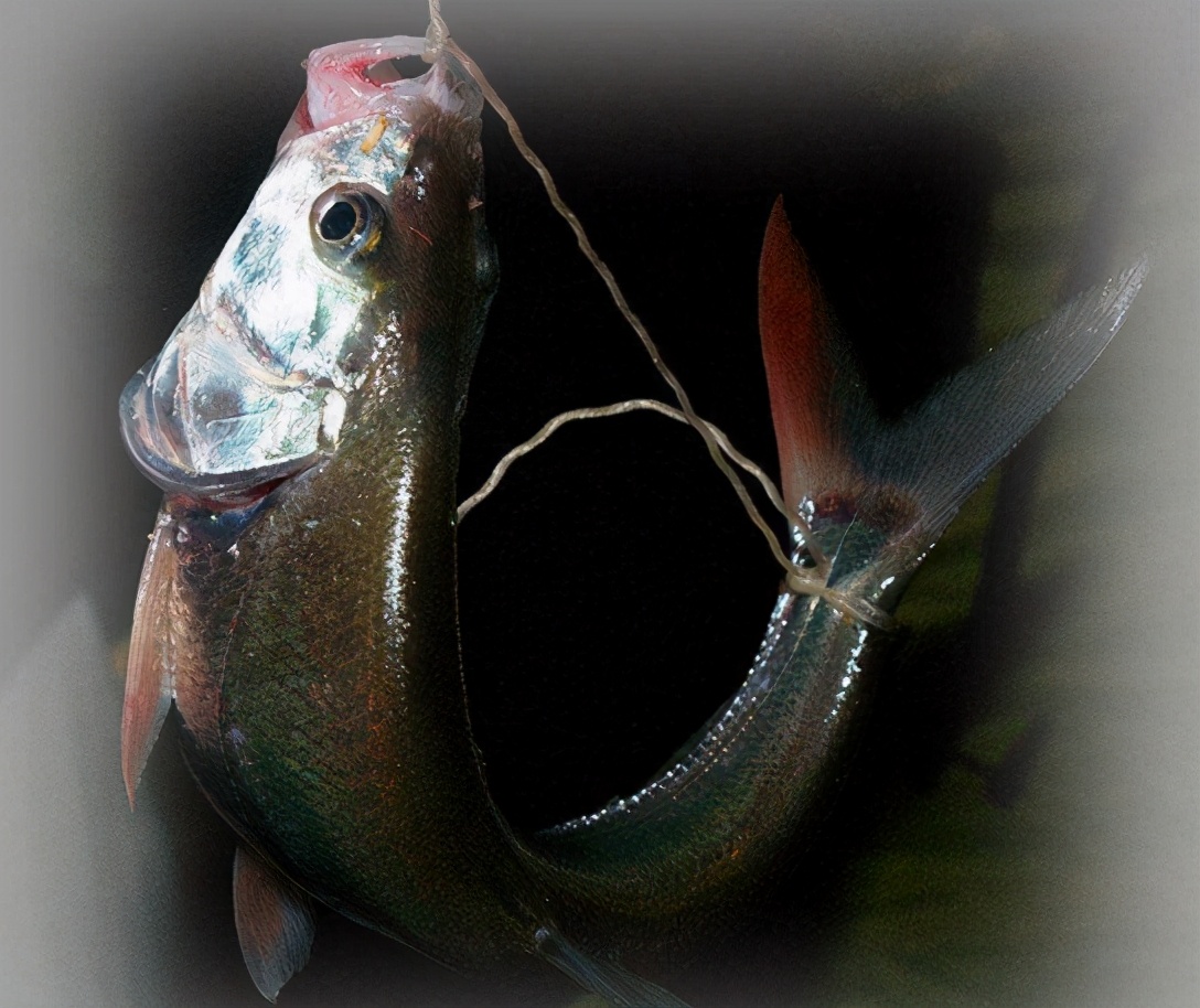 渔民|让鱼儿离水几天不死？民间古老的“弓鱼术”，其实原理很简单