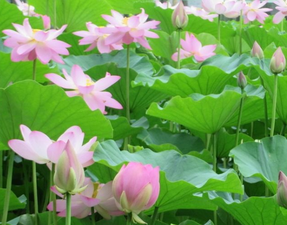 属狗|6月15号开始,4属相乘势而上,贵人扶持,生意兴隆,富贵难挡