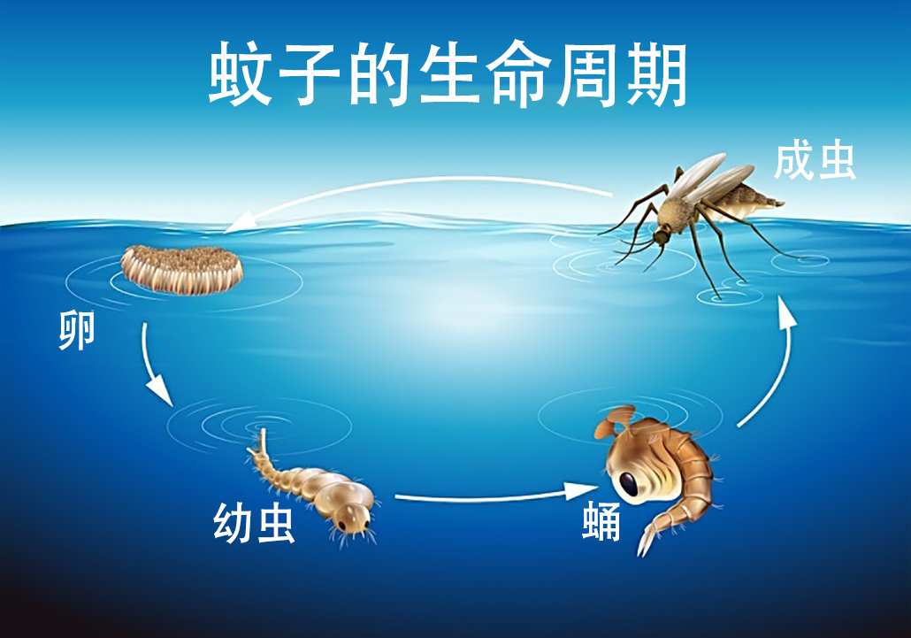 蚊子 无视警告！美国要放出10亿只转基因蚊子，恐制造变异蚊子