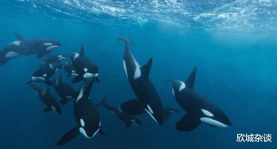  动物界有狮王猴王，还有没有其他的王，他们有特权吗，有的话是什么