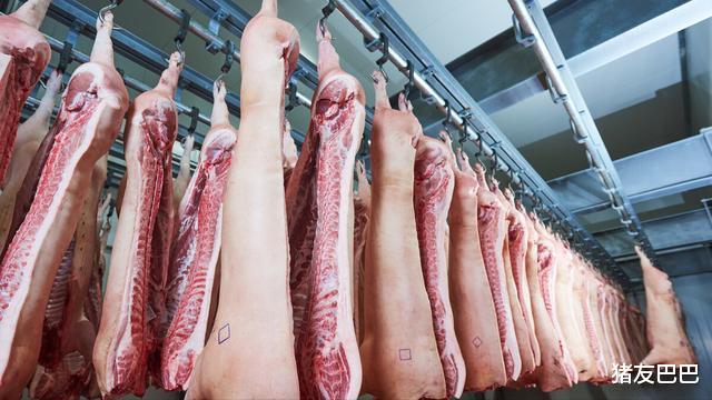 比特币 猪价跳水行情走跌，华东跌成“重灾区”，年后猪价跌成一地猪毛？