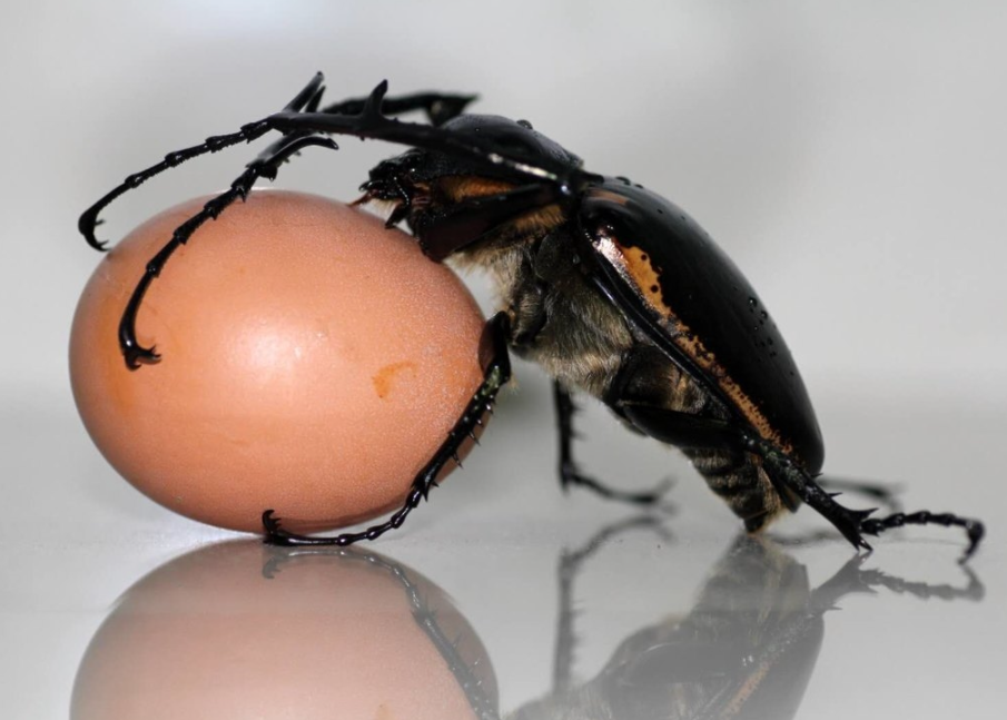 贵州 仅中国有！时隔39年，曾宣布灭绝的阳彩臂金龟，为何重现？