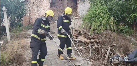 六维自然|四川发现两条毒蛇的争斗,眼镜王蛇正要捕食眼镜蛇,却被一网捉