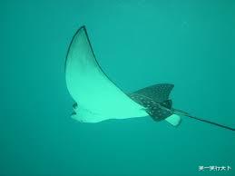 鳐鱼 鳐鱼,一种没有骨头的鱼。