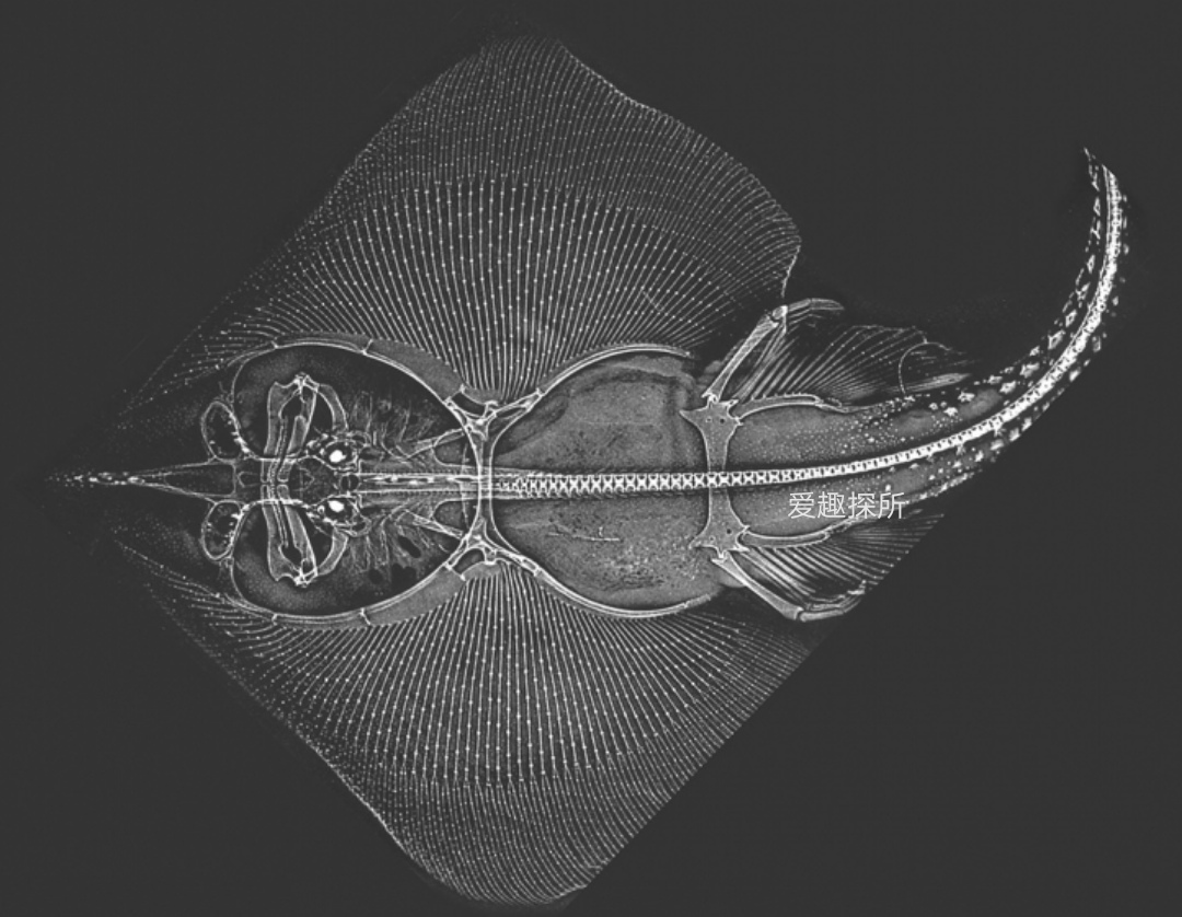 超级地球 一半永昼一半永夜的超级地球格利泽581g的生命是如何生存的？