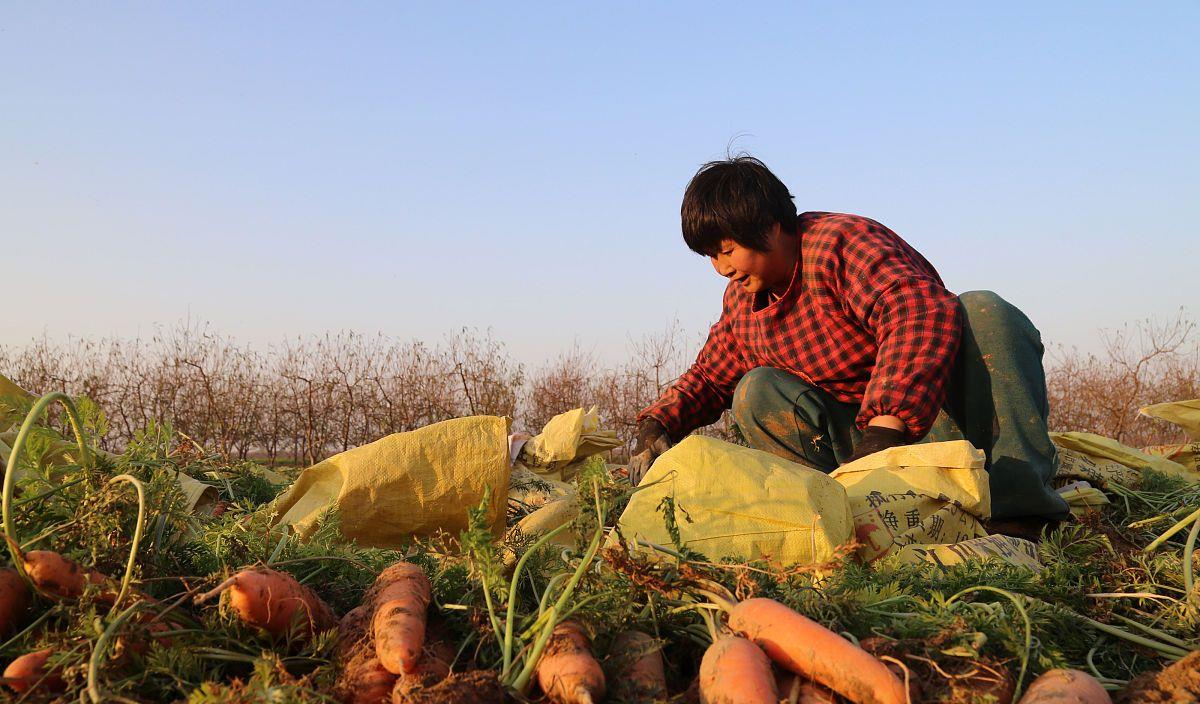 老话说:“小雪收菜,不收冻坏”,小雪节令究竟有哪些蔬菜可收?