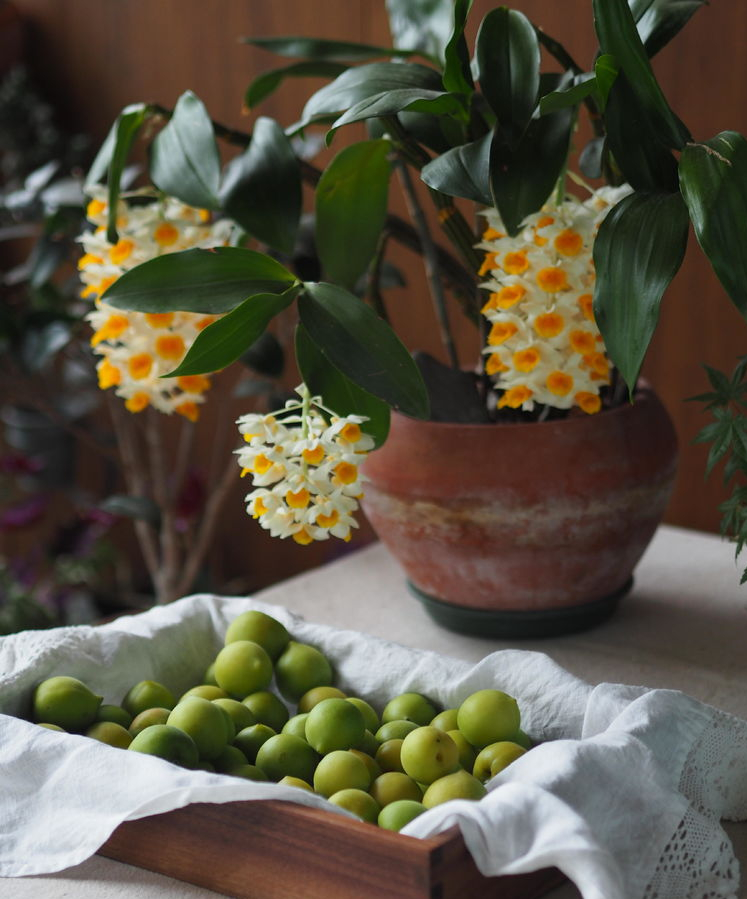 7㎡小阳台，改造成19楼的空中小花园，天天宅在家不想出门了