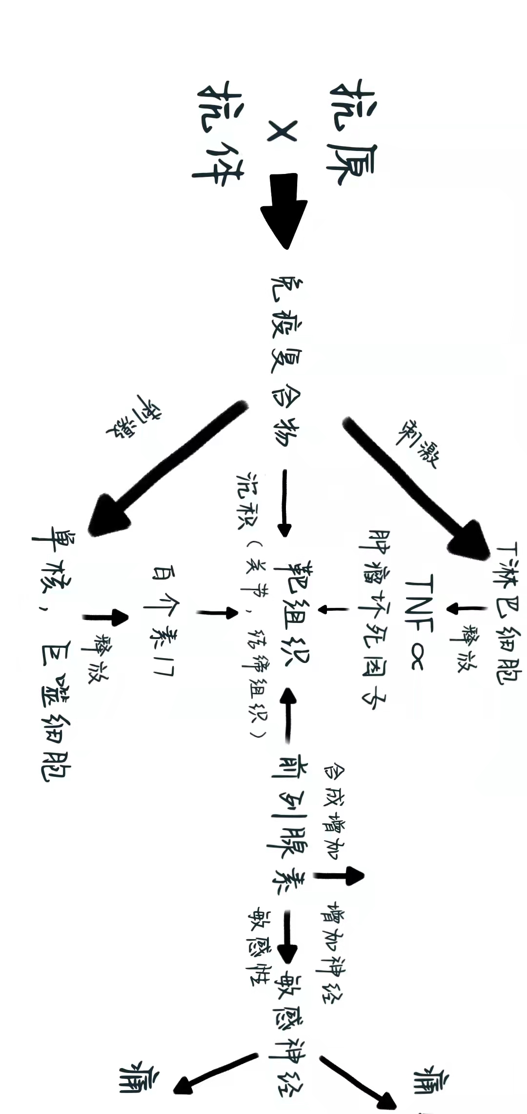 强直性脊柱炎|强直性脊柱炎在体内的炎症过程是怎样的?