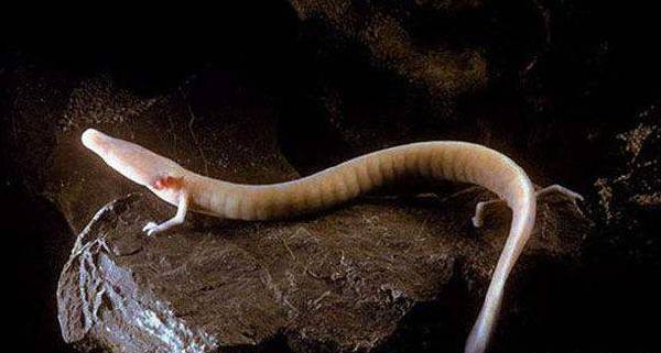 阿尔茨海默病 长得最像“龙”的生物，因为太懒很少有人见到，可以7年不吃不喝