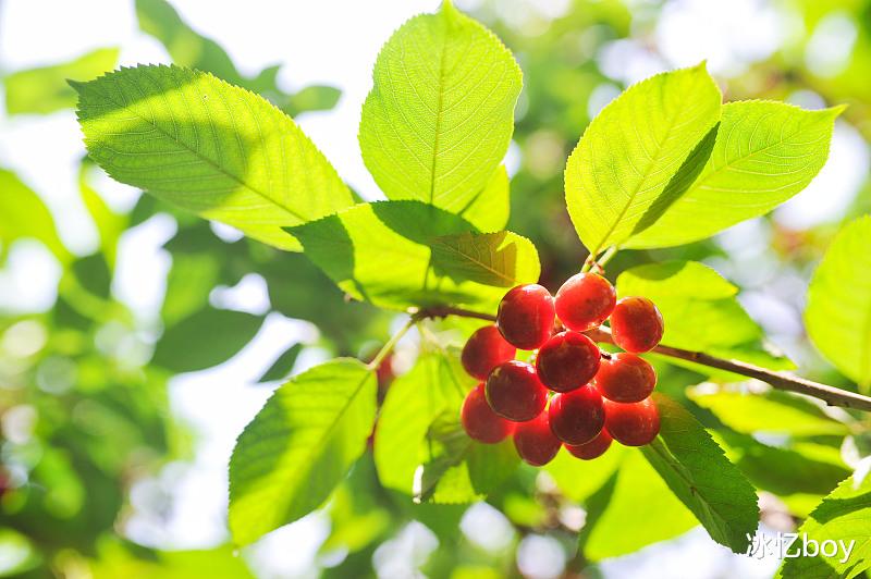 尿酸|除了樱桃能够降尿酸，隐藏在身边的这些“排酸高手”，尿酸高的人不容错过