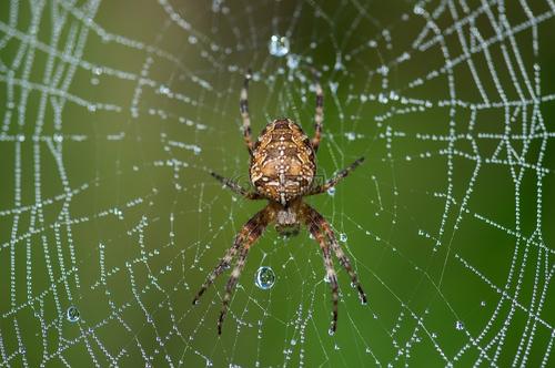 如果动物是人，蜘蛛是灵婆还是高精尖的科技人才？