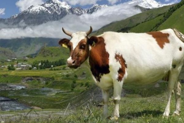 文文趣说|进入7月，是生肖属牛人的发财之时，会有很好的创业良机