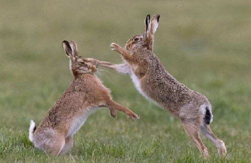澳洲的野兔泛濫，體重近百斤，為何他們不吃兔子？-圖5