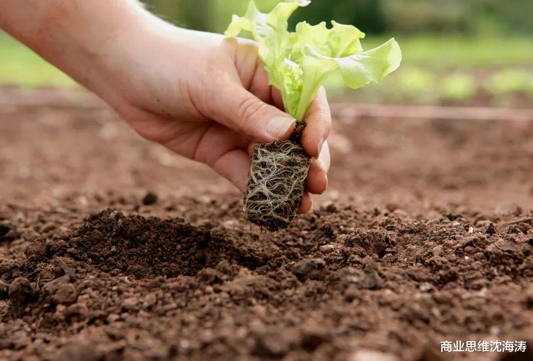 有机农业食品真的没有任何化肥和农药吗？揭开有机农业的神秘面纱