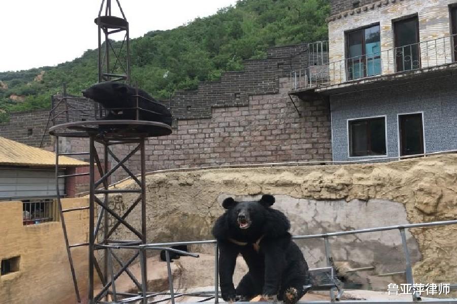 长治 小男孩命丧动物园，原来是继父亲手将他喂给了黑熊