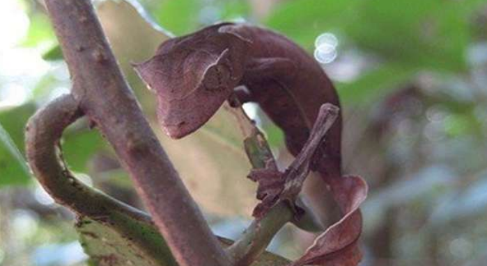 春夜雨无声|5种在科幻片种才有可能看到的生物却真实存在，你认识哪一种？