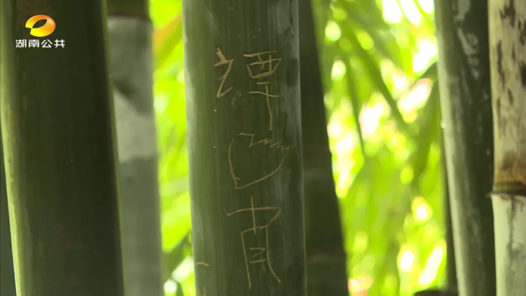 芒果帮女郎 公园里竹子遭刻字“毁容”，刻在竹子上的爱情就会长久？