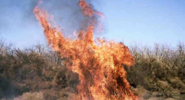 科学家 风滚草入侵全球，在美、澳肆意生长，为何在我国却很少？