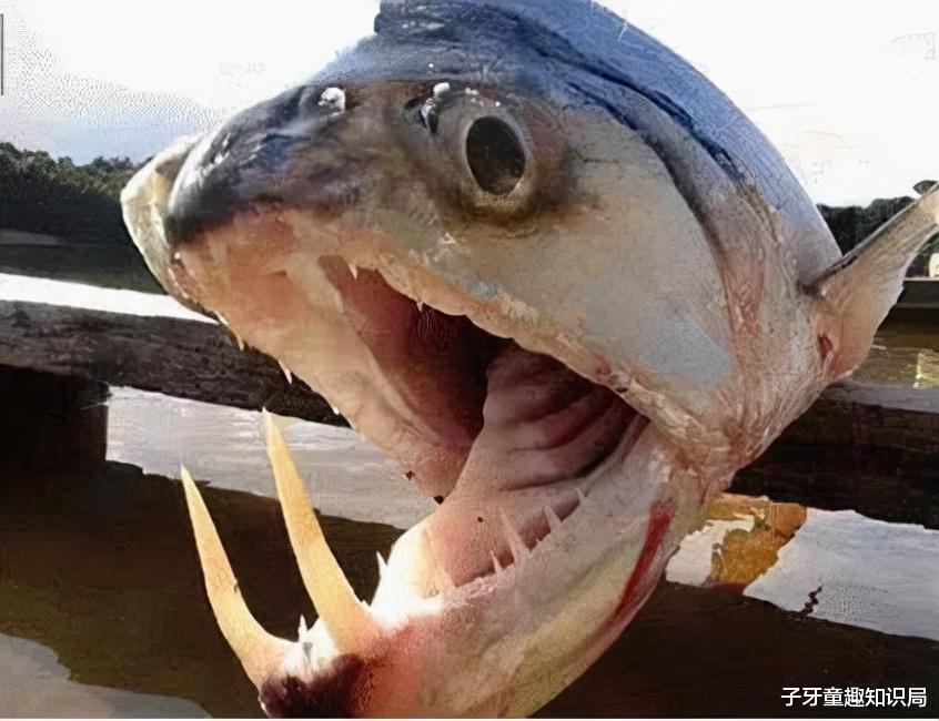 血糖|“人类禁区”亚马逊河，捕食者的天堂，亚马逊河究竟有多可怕？