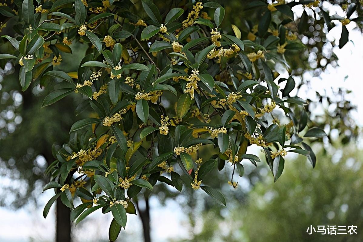 “桂花门前栽,贵人立门内”,这四个地方不宜栽桂花树,要知晓