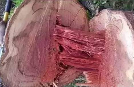 小王话红木|大红酸枝未来：涨势必然