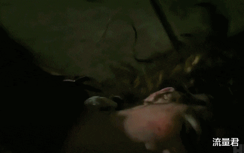 |4月新剧太太太炸了