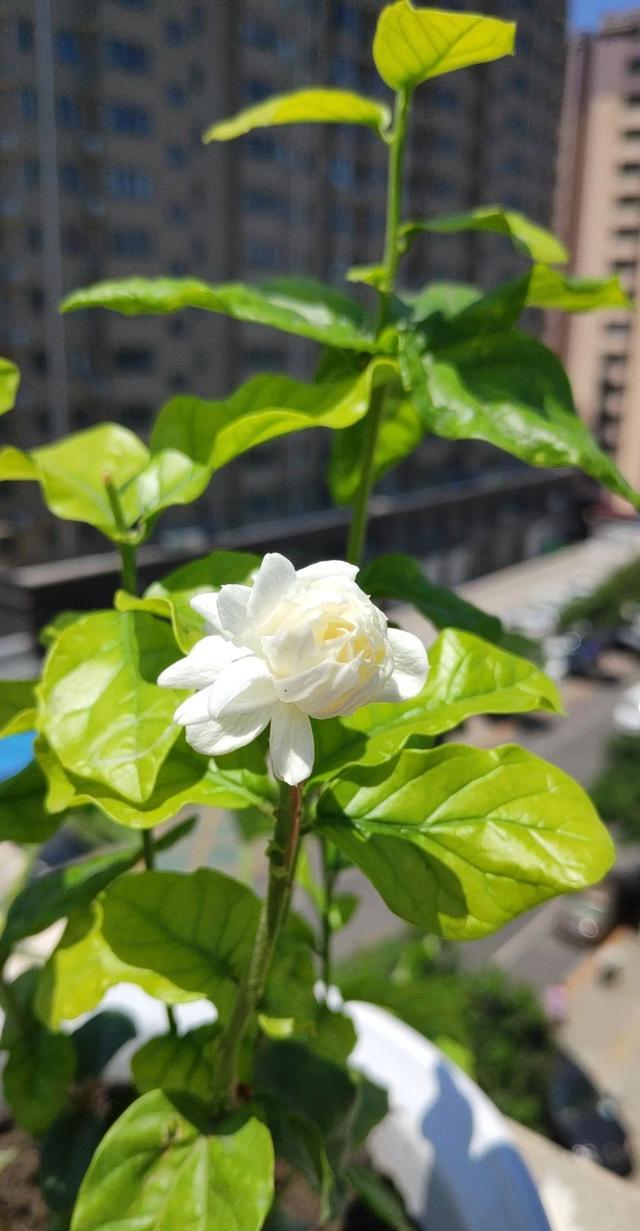 |住顶楼的,楼顶公共区域可以种点花花草草吗?