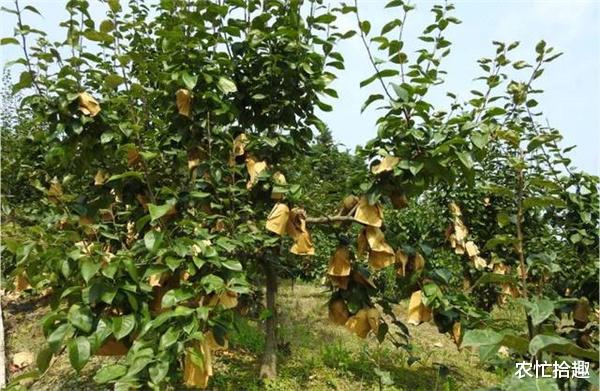 农忙拾趣 向苹果看齐？去年商贩大量囤货，价格猛炒还惜售，如今卖不动了