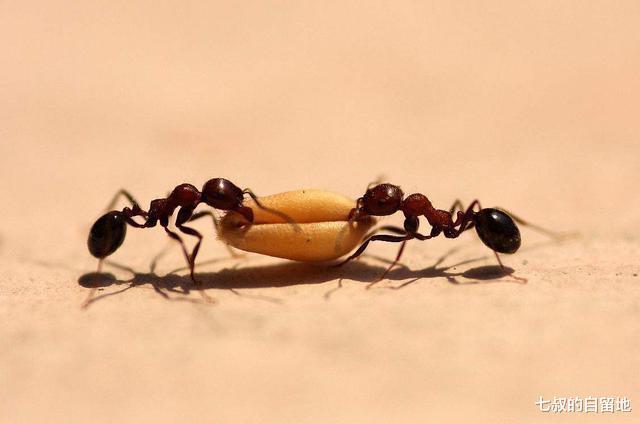 蚂蚁帝国 假如“蚁后”死了，剩下的蚂蚁怎么办？