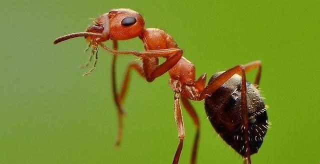  蚂蚁没大脑，处于二维空间，它们真的感知不到人类的存在吗？