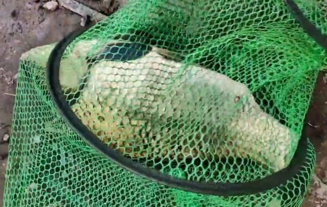 江苏省|江苏钓友钓上“巨型”鲫鱼，2斤多一条，网友：这是鲤鱼吧