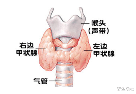莲藕|吃莲藕对甲状腺有好处?医生:不止莲藕,若你爱吃,这2物会更好