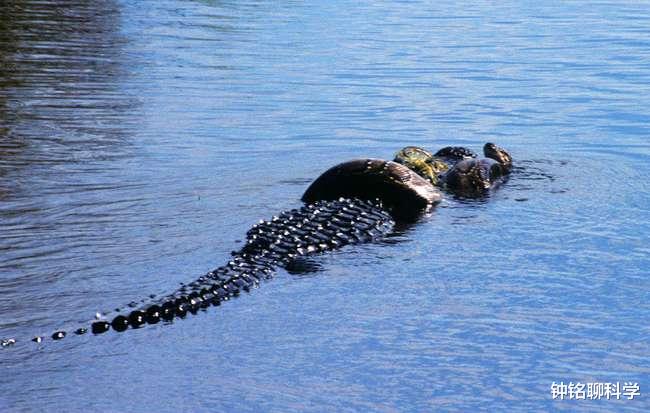 警察 蛇真的懂得报恩吗？经常放生蛇能带来福报吗？