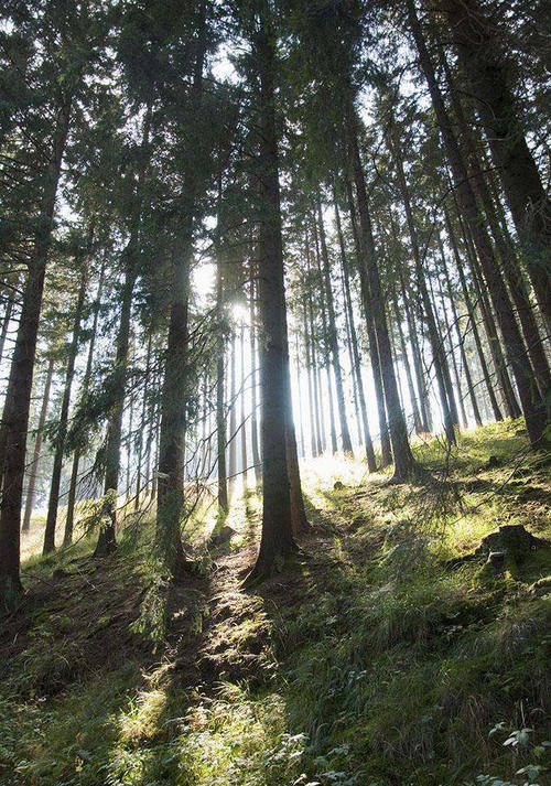 亚马逊丛林 世界上最大的动物，人类小孩甚至可以在其血管之中游泳！
