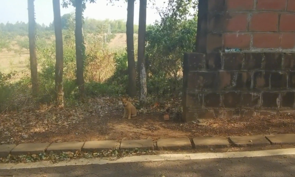 浙江省 浙江：曾因偷吃鸡鸭3只狗狗一同被抛弃，好不容易带着一只狗崽回家的狗狗，之后就一直被拴着
