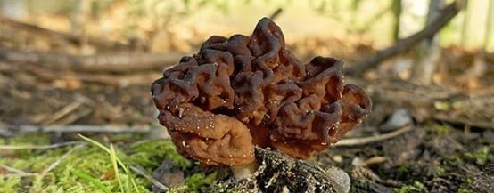 15种世界上最可怕的花