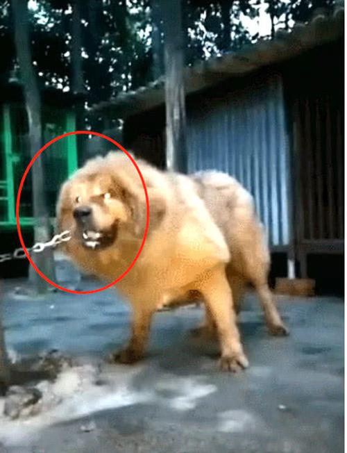 舜网 藏獒每天用牙咬铁链子,都以为它是在磨牙,实际上的原因令人害怕