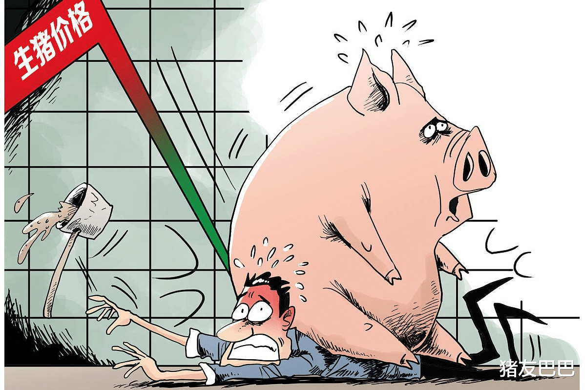 生猪价格 23日明天猪价预警！猪价行情跳水，南北联动大跌，局地跌1.5元！