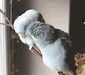 妲己|“妲己为什么没事就给纣王喂葡萄？”