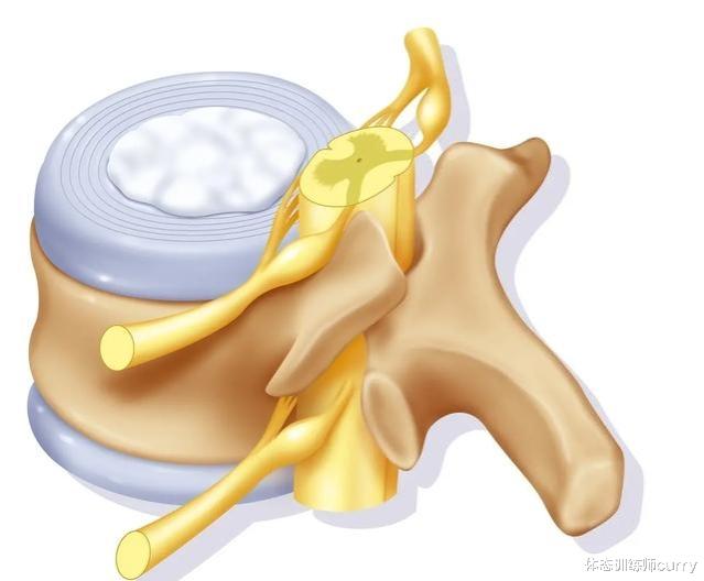 体态训练师curry|腰间盘突出不再局限老年人！年轻人中也频频出现！如何有效康复？