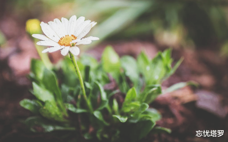 忘忧塔罗 忘忧塔罗:水瓶座10月下半月运势,经济方面不稳定,不要执着 过去