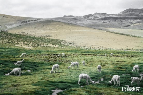 羊驼 神兽羊驼的诞生