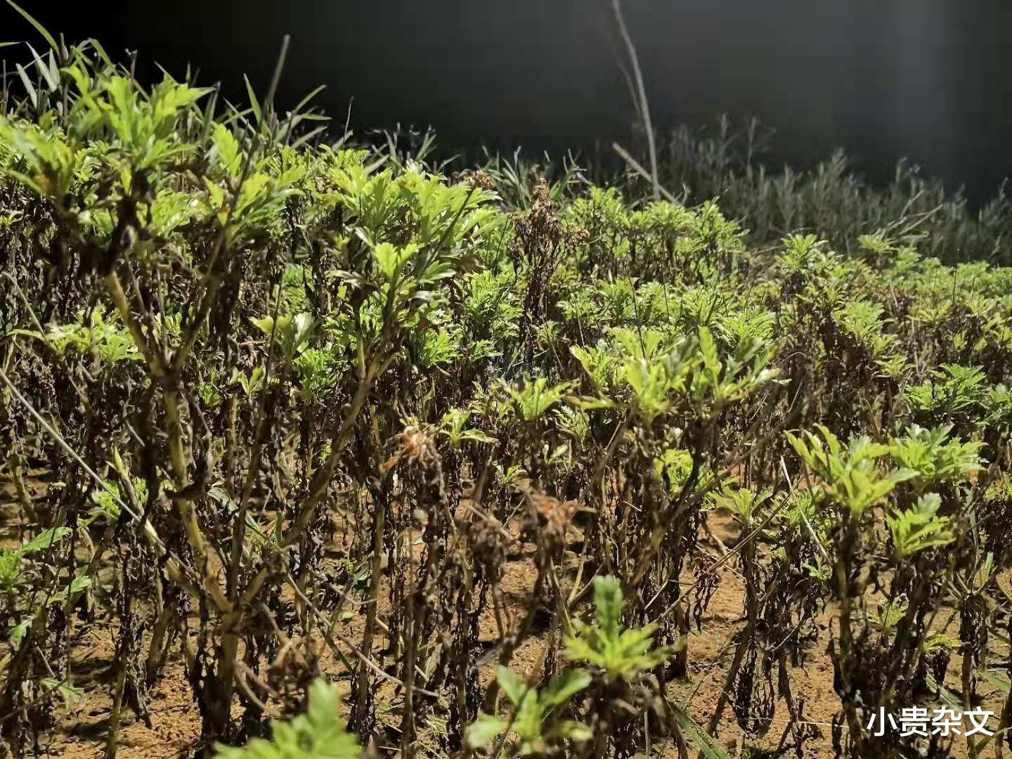 小贵杂文|透支的生活