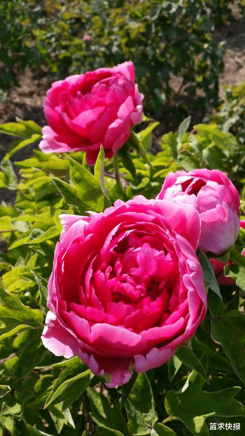 |总是有一颗好胜心的星座,能让自己事业蒸蒸日上,成为最棒的