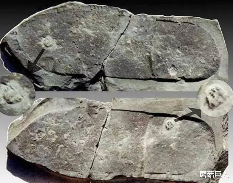 工艺品 ?化石中的“工艺品”，挑战人们的认知，远古的“地球人”是谁？