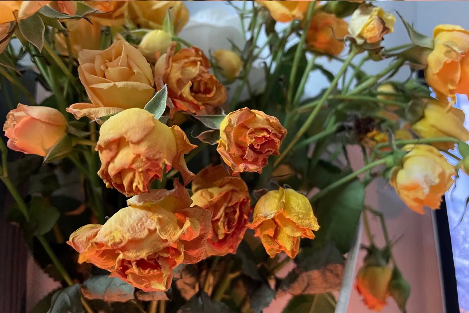 求职|裸辞有风险，但我想放过自己一段时间！！！