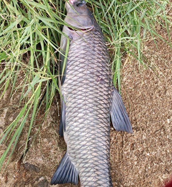 育儿心课堂|野钓渔获多少钓技术说了不算，密度才是决定性因素，有办法提高