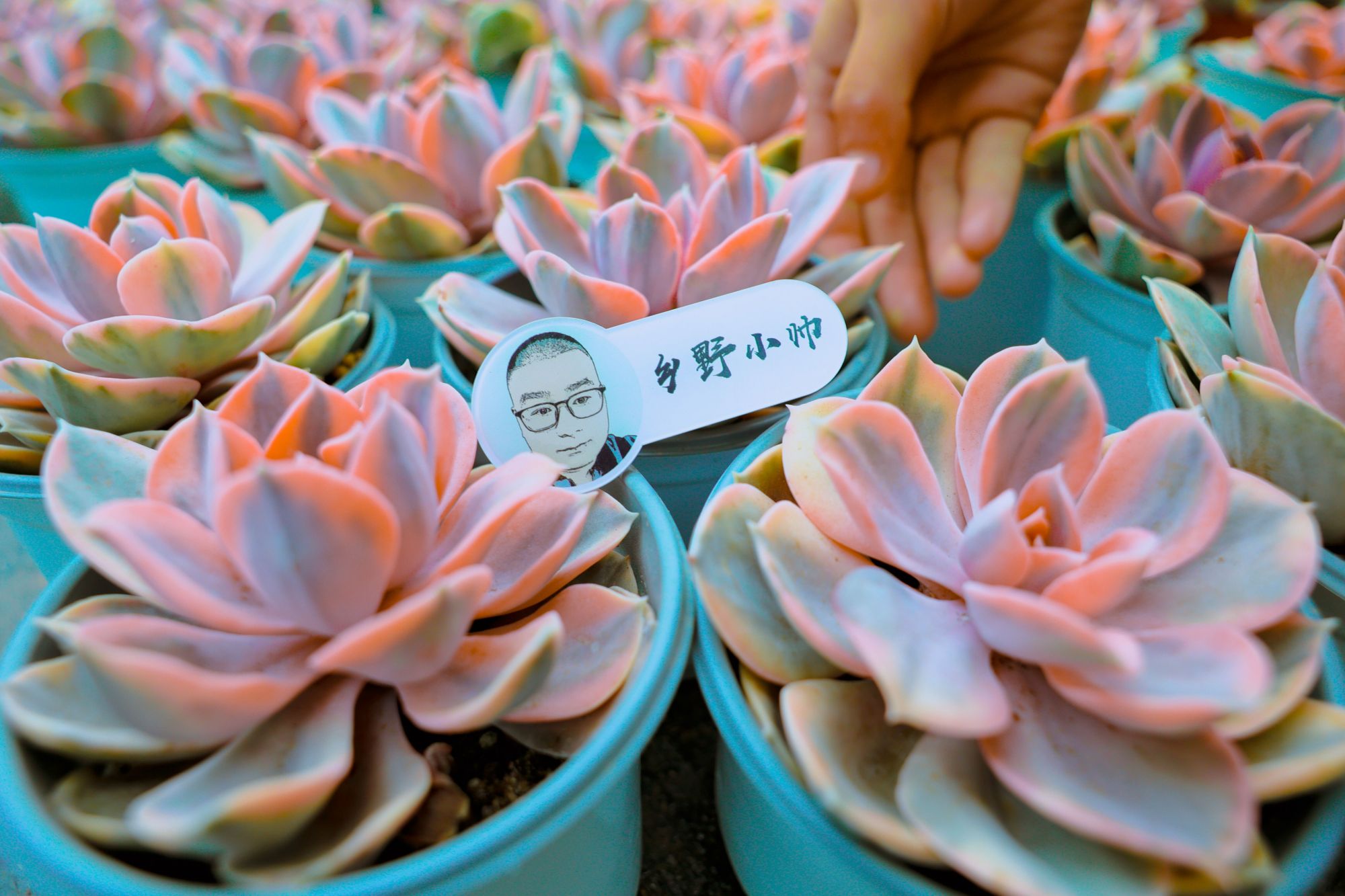 乡野小帅 彩虹多肉怎么养?学会这几点你也可以养出“绚丽的彩虹”